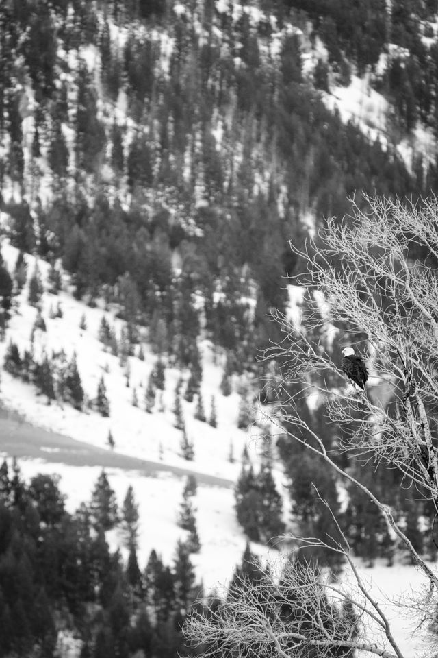 A bald eagle in a tree near Kelly Warm Spring.