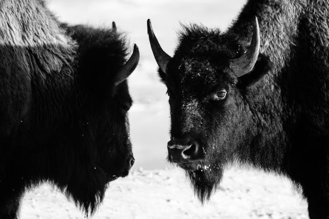 Two young bison facing each other.