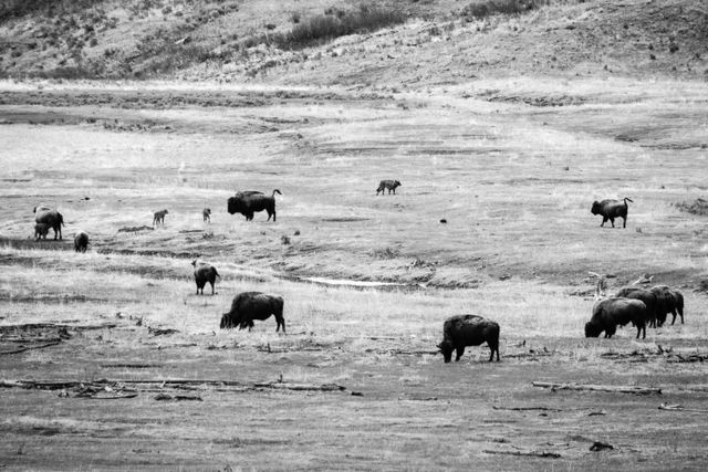 A wolf walking among a herd of bison and their red dogs in the Lamar Valley.