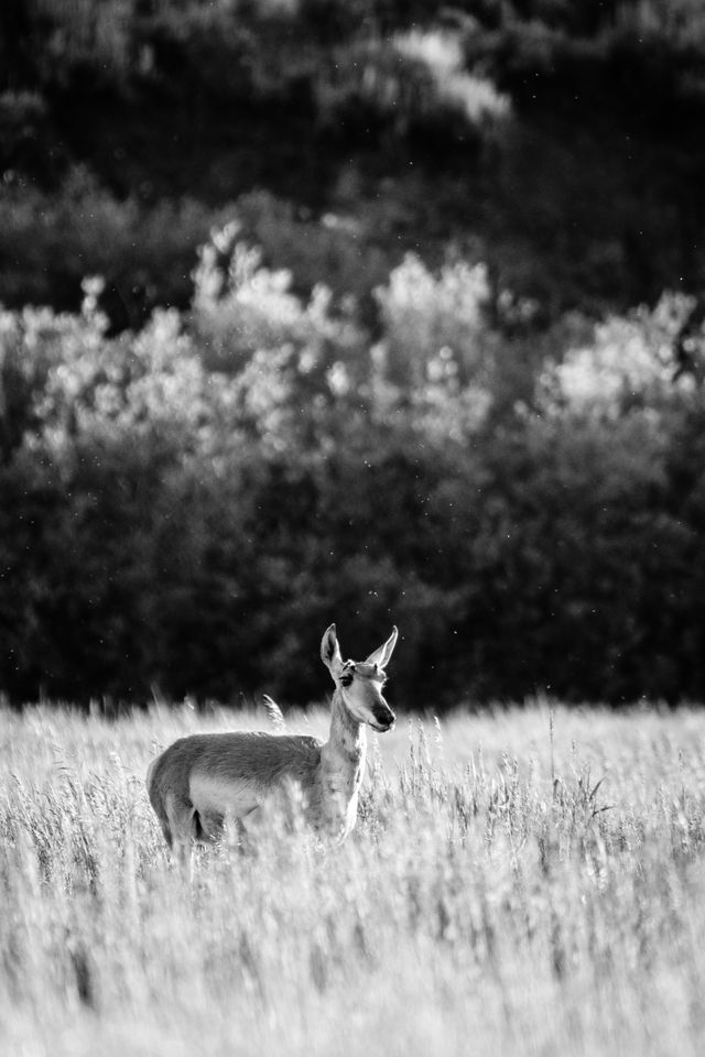 A male pronghorn standing in a grassy field at sunset.