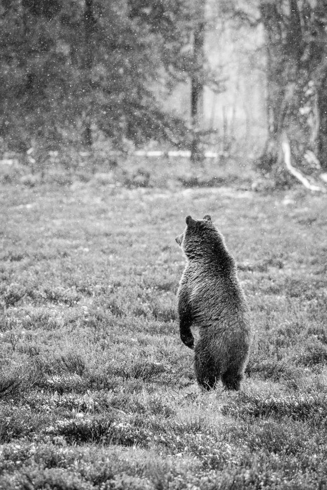 A grizzly bear standing on its hind legs, looking away.