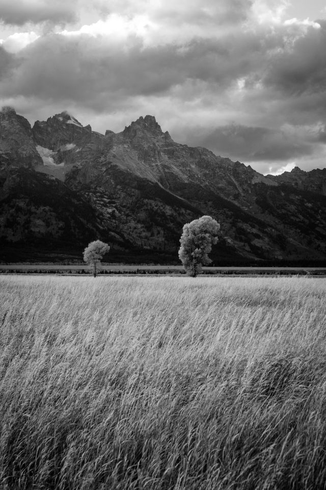 A pair of trees in fall foliage, in front of the Tetons.