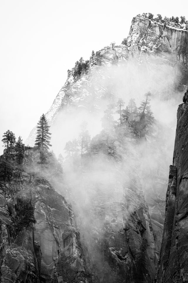 Pine trees in the fog, growing on rocky cliffs in the canyon wall of Zion.