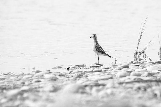 A juvenile american golden plover walking along a tide pool on Sleeping Bear Point.