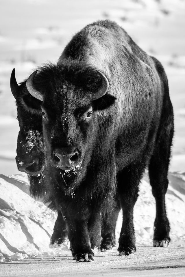 A bison cow walking alongside Antelope Flats road, looking towards the camera. A young bull is beside her.