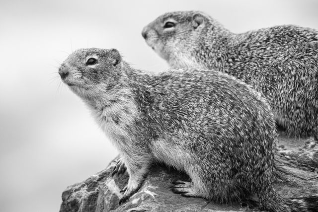 Two columbian ground squirrels side by side on a rock. The one in the foreground has water droplets on its nose.