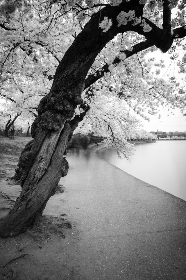 A blooming cherry tree along the edge of the Tidal Basin in Washington, DC.