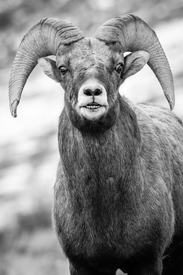 A head-on portrait of a bighorn ram, showing his teeth as it displays the flehmen response.