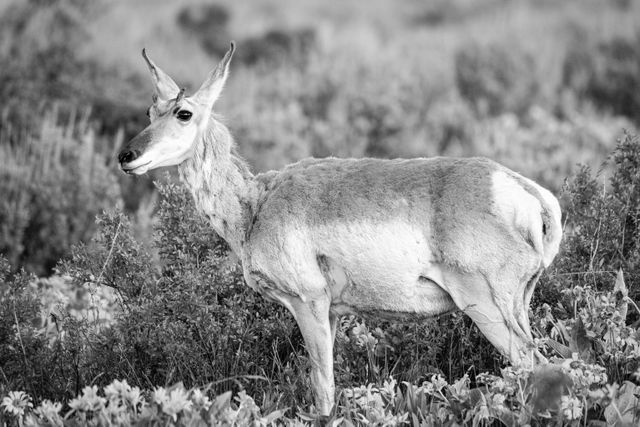 A young male pronghorn, with his horns barely starting to grow, standing among flowers at Antelope Flats.