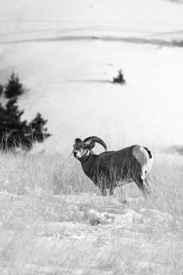 A bighorn sheep ram at the National Elk Refuge, Wyoming.