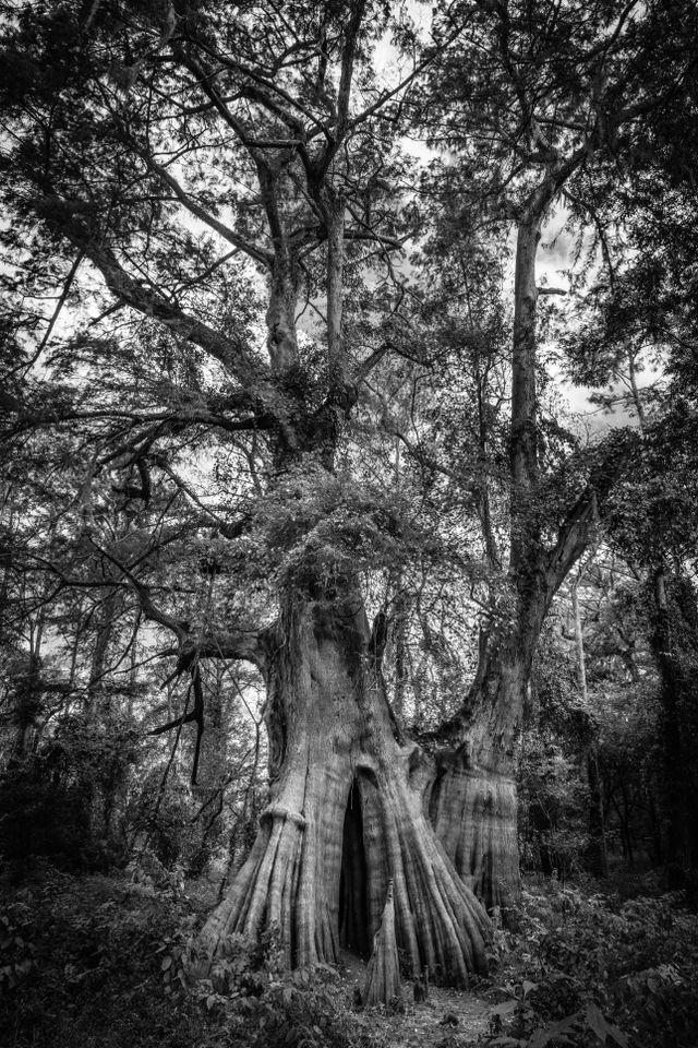 National Champion Bald Cypress, a large bald cypress tree seen from a distance in the woods in Cat Island National Wildlife Refuge.