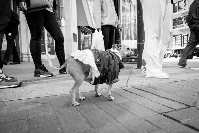 A dog wearing a skirt and a denim jacket on Market Street, San Francisco.