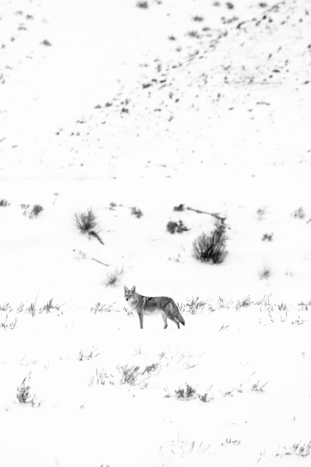 A coyote standing in the snow-covered flats near the Gros Ventre river.