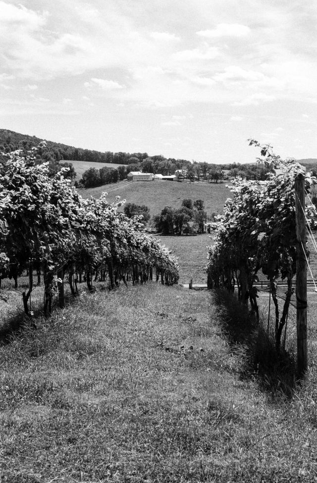 Vineyards at Hillborough Farms in Virginia.