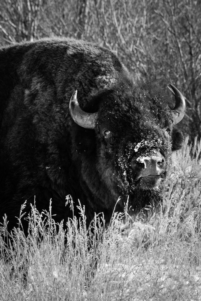 A bison with his snout covered in snow, grazing on the side of the road.