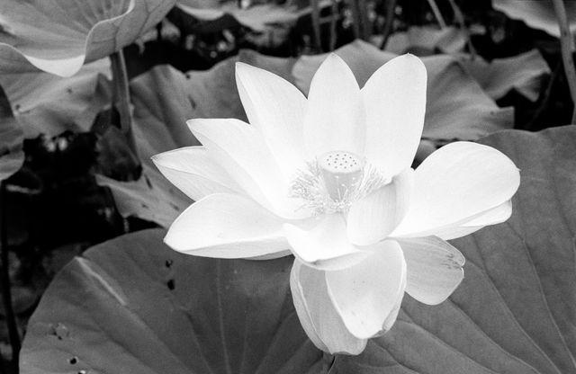 Water lilies at Kenilworth Aquatic Gardens.