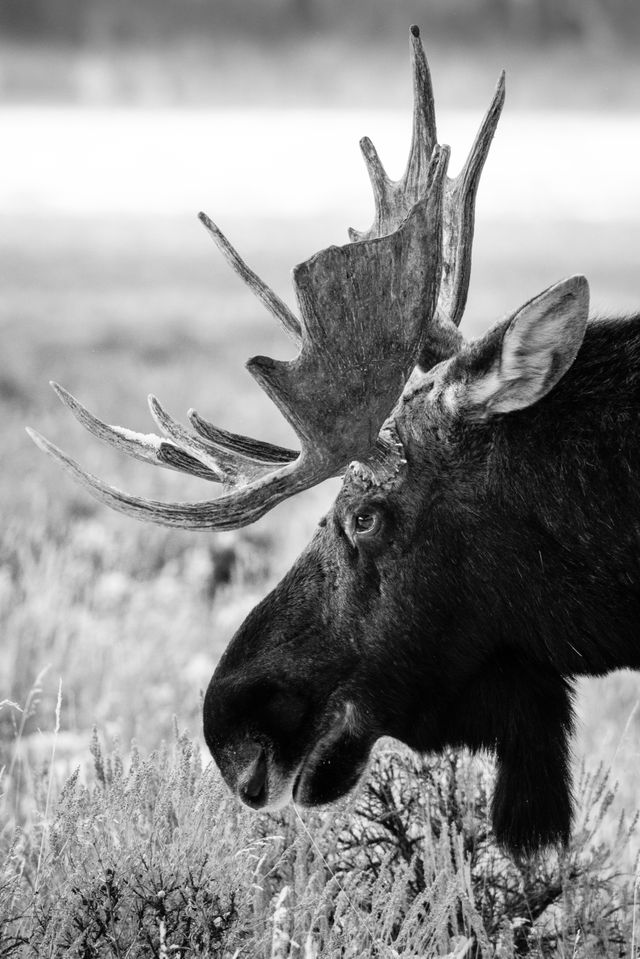 A moose eating some brush at Antelope Flats, Grand Teton National Park.