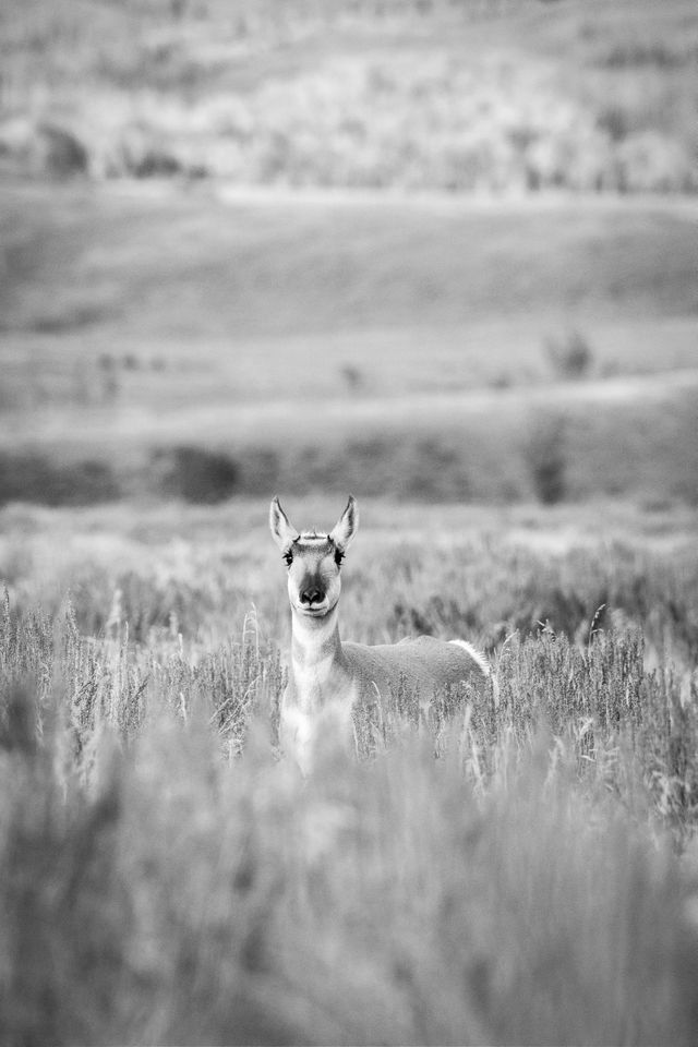 A young pronghorn buck standing in a field of sagebrush, looking towards the camera.