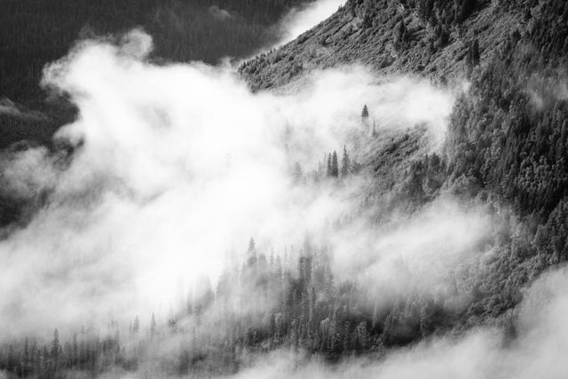 Trees seen through the morning fog hanging over the McDonald Valley, from the Going-to-the-Sun Road.