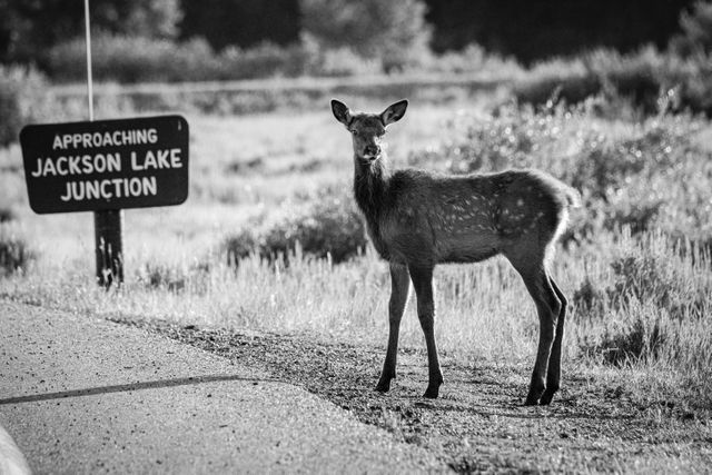 A young elk standing on the side of the road, near a sign that reads "approaching Jackson Lake junction".