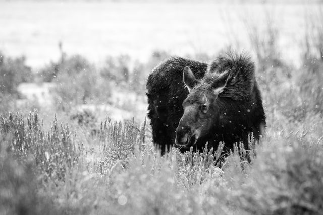 A young moose standing among the sagebrush while it snows lightly, looking towards the camera. sagebrush while it snows lightly.