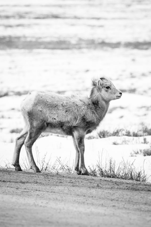 A bighorn lamb standing on the side of the road at the National Elk Refuge.