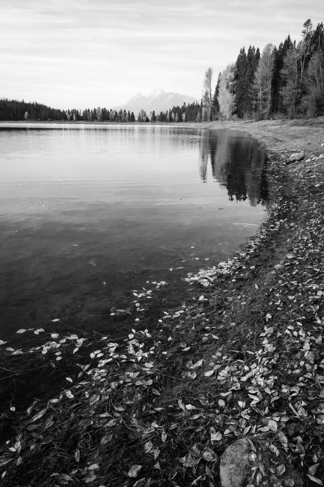 Fall foliage along the shore of Jackson Lake in Wyoming, with the Tetons in the background.