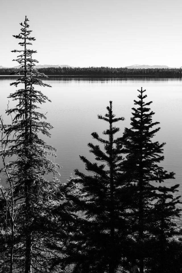 Jenny Lake on a clear day, with some pine trees in the foreground.