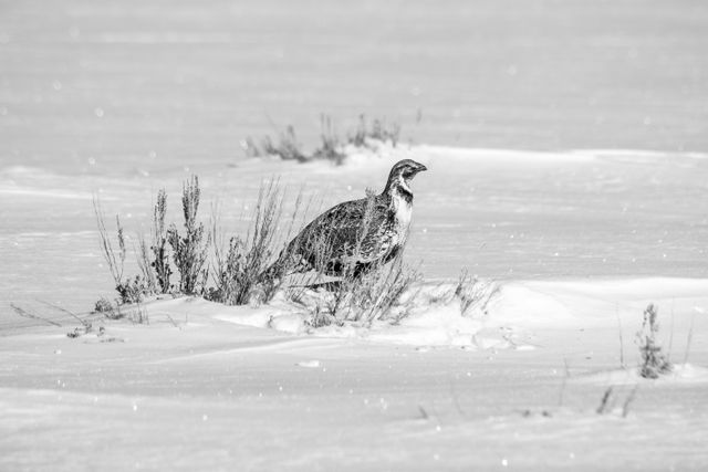 A greater sage-grouse, sitting behind a snow-covered sage brush at Antelope Flats.