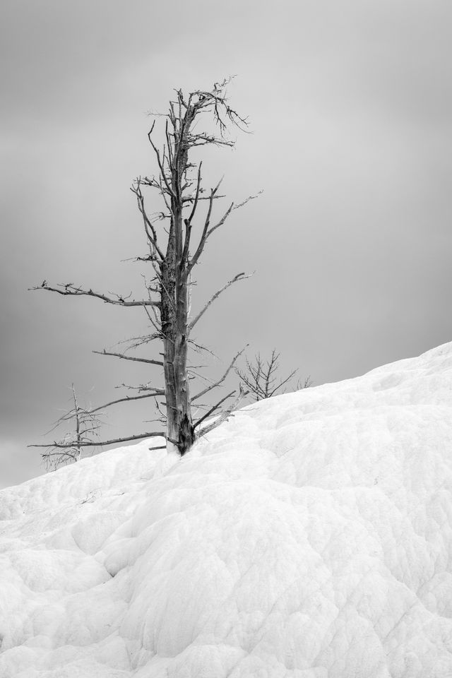 A dead calcified tree sticking out of the Mammoth Hot Springs terrace.