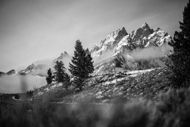 The Cathedral Group of the Teton range, Teewinot Mountain, Grand Teton, and Mount Owen, seen in the background of a curving road lined with pine trees.