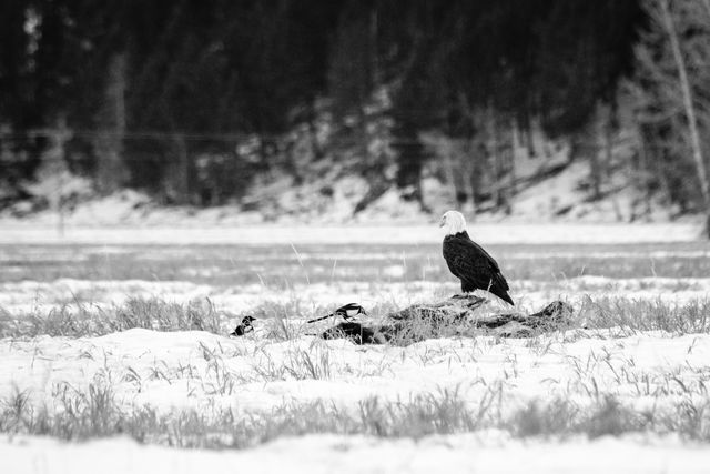 A bald eagle and a group of magpies feeding off a carcass in the snow.