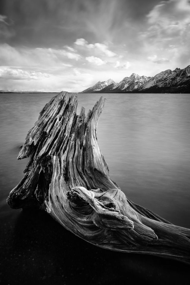 A long exposure photograph of a large, curved piece of driftwood on the shore of Jackson Lake, pointed towards the Tetons.