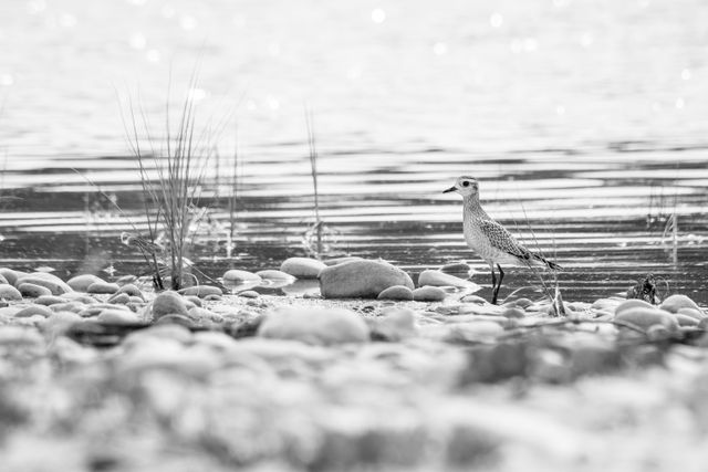 A juvenile american golden plover standing on a tide pool at Sleeping Bear Pool.