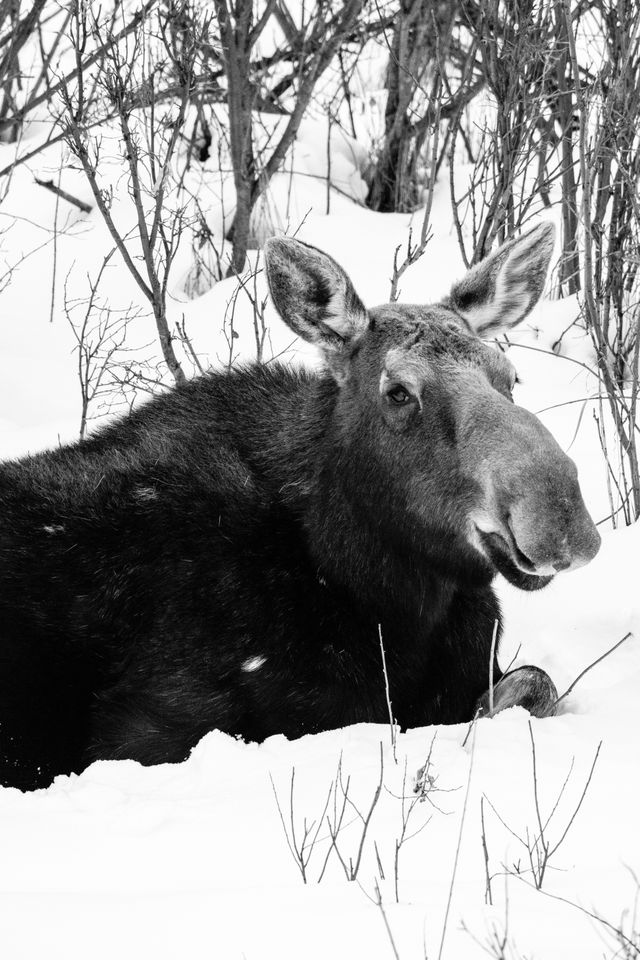 A cow moose laying down in the snow after a meal next to the Gros Ventre River.