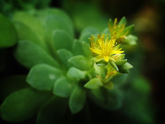 Macro of a succulent's flower.