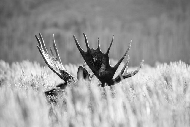 The antler and ears of a bull moose lying down in the sagebrush.