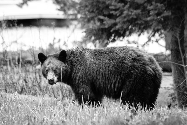 A black bear standing on a grassy knoll, holding a mouthful of grass.