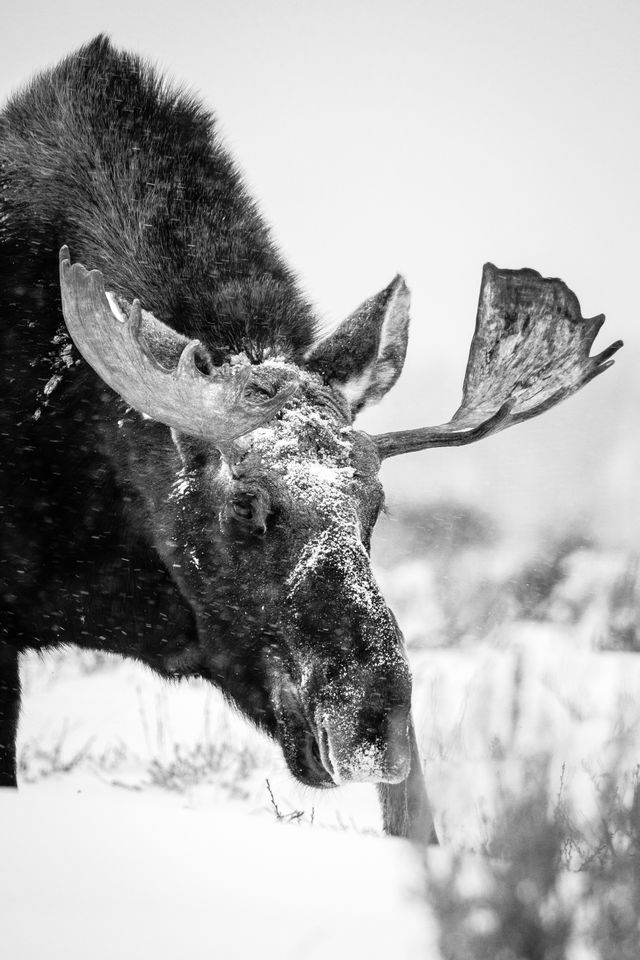 A bull moose walking on the snow, head down, looking for food. His face and head are covered in snow.