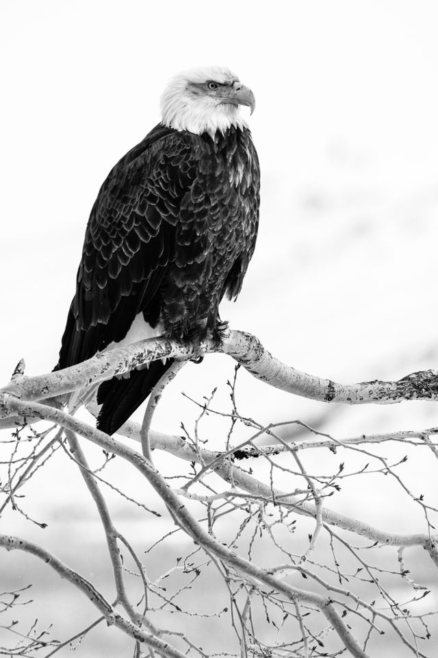 An adult bald eagle perched on a bare aspen branch.