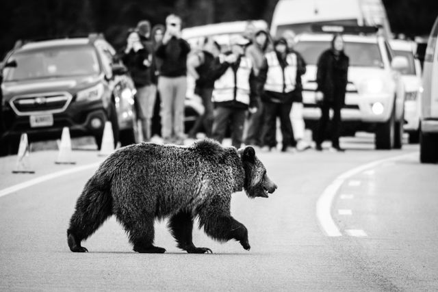 A grizzly sow crossing a road, with photographers, onlookers, and members of the wildlife brigade in the background.