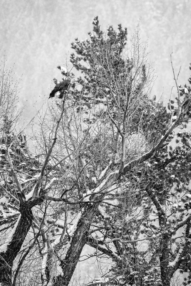 A bald eagle perched on a tree.