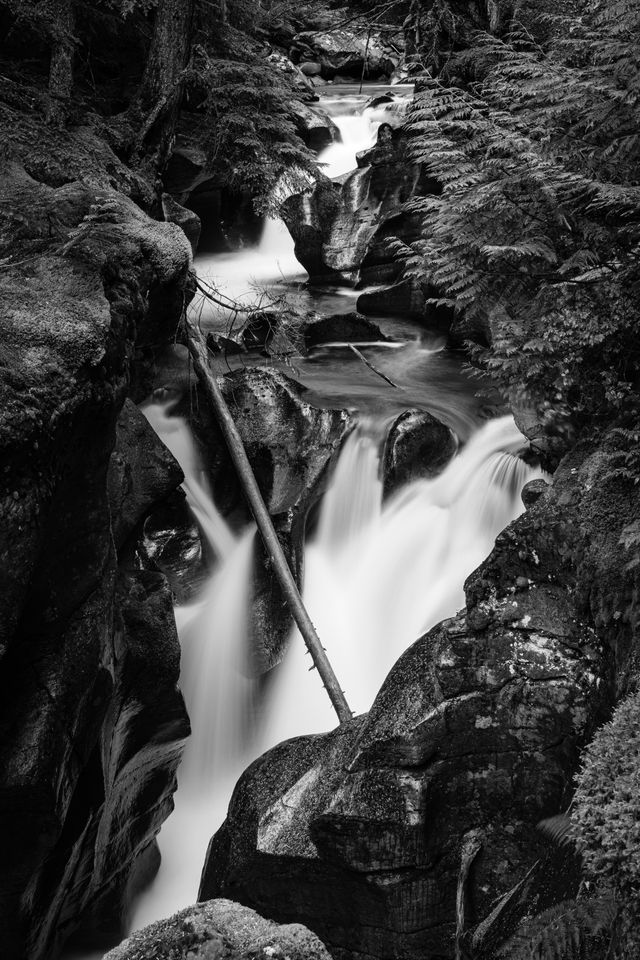 Avalanche Creek cascading through Avalanche Gorge, with a small log hanging across it.