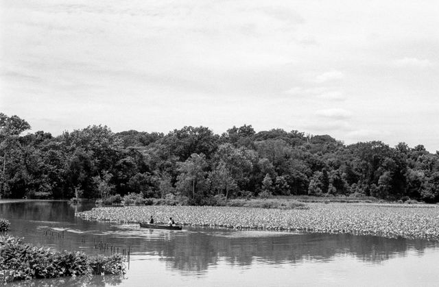 Kenilworth Aquatic Gardens, Washington, DC.