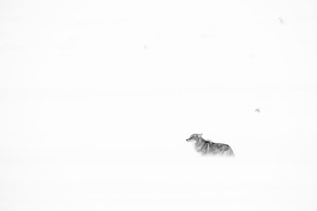 A coyote facing the blowing snow during a snowstorm in Grand Teton National Park.