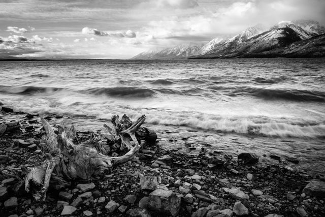 Two pieces of driftwood on a very choppy Jackson Lake. The Teton Range can be seen in the background.