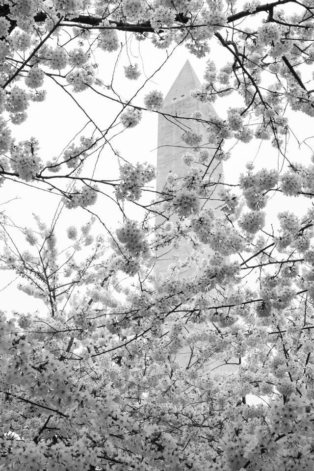 A canopy of cherry blossoms, with the Washington Monument in the background.