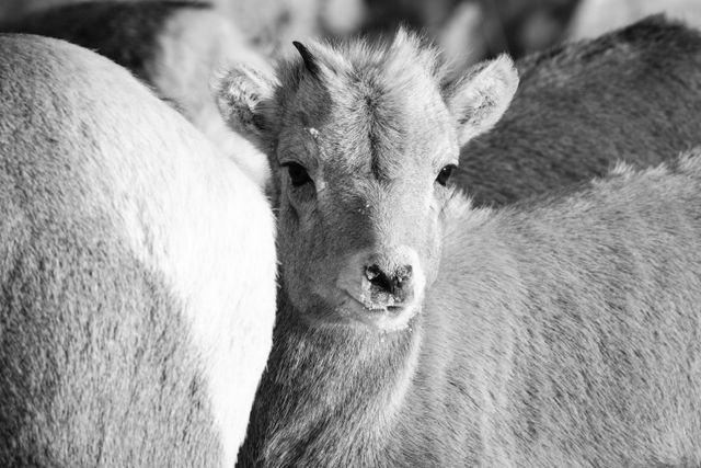 A close-up of a bighorn sheep lamb among other bighorn sheep, at the National Elk Refuge in Wyoming.