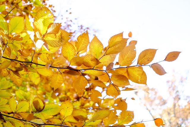 A branch on a tree in full fall colors.