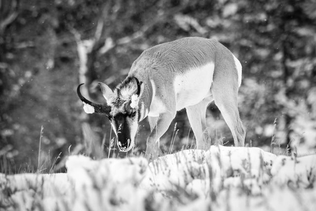 A male pronghorn foraging in the snow. He has clumps of snow on his horns.